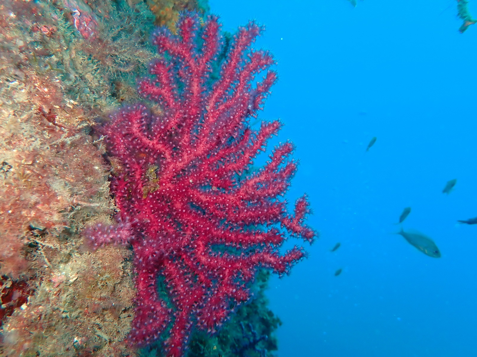 Paramuricea clavata gorganian in the sea